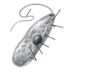 Media Image