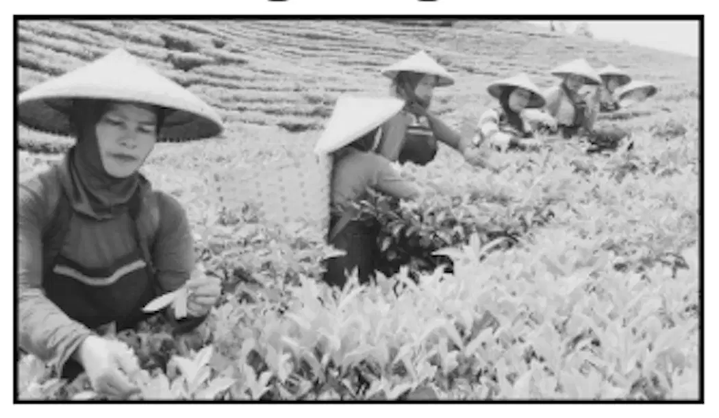 Media Image