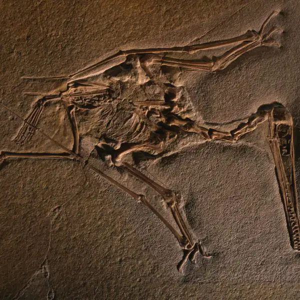 5.1.4: Formation of Fossils