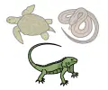 media image