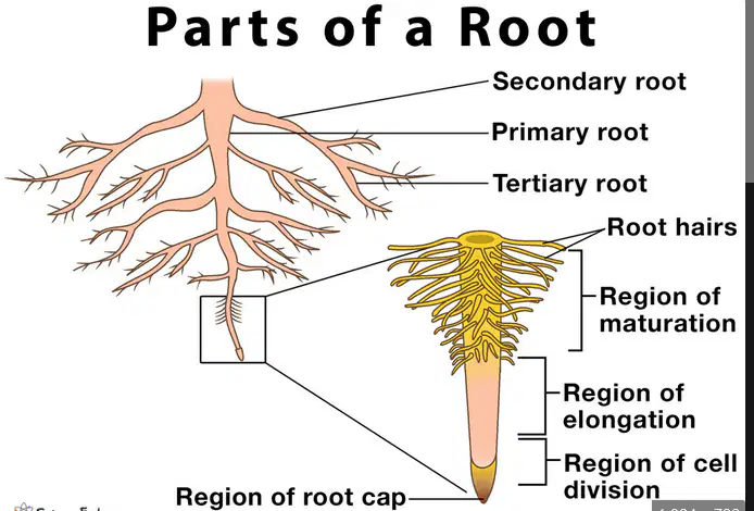 Lesson 7: Roots QUIZ Quiz