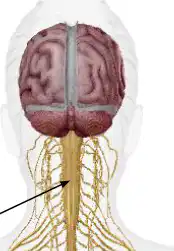 Media Image