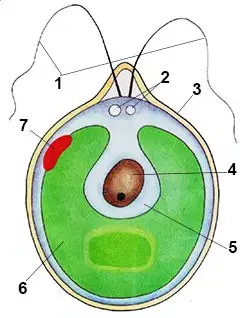 Question Image