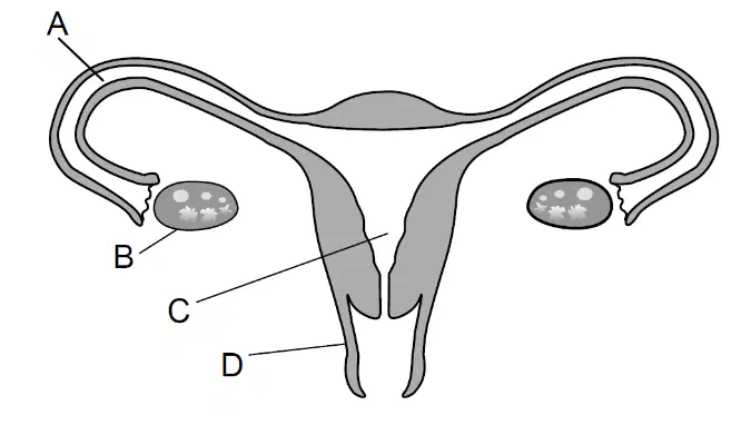 Question Image