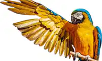 Media Image