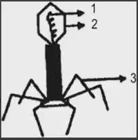 Media Image