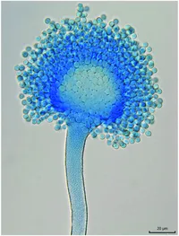 Media Image