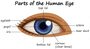 Functions of the Human Eye