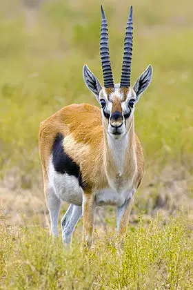 Media Image