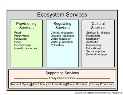 media