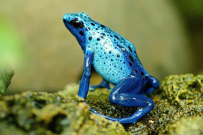Media Image