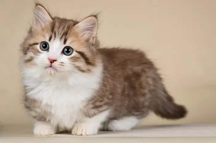 Media Image