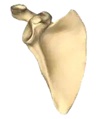 Media Image