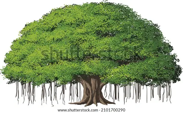Media Image