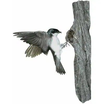 media image