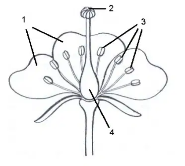 Question Image