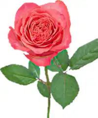 Media Image