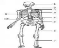 Media Image