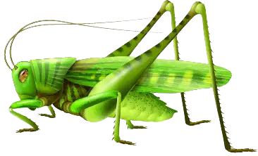 Media Image