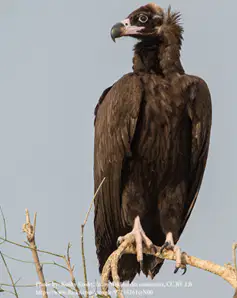 Media Image
