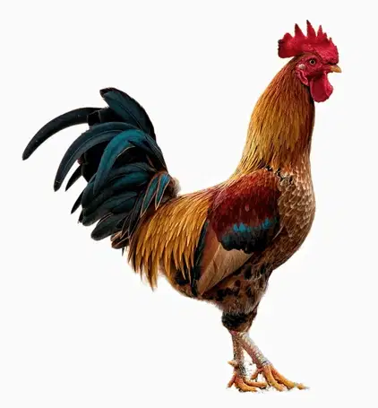 Media Image