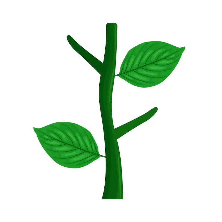 Media Image