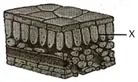 Media Image