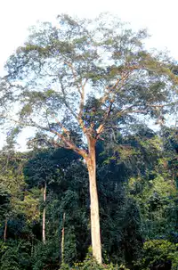Media Image