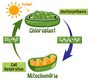 Cellular Respiration & Photosynthesis