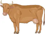 Media Image