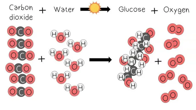 Law of Conservation of Mass