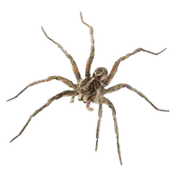 Media Image