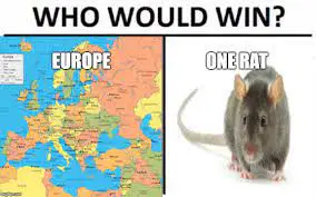 media