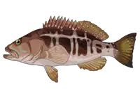 Media Image
