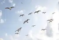 media