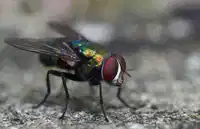 Media Image