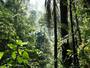 Tropical Forest Ecosystems