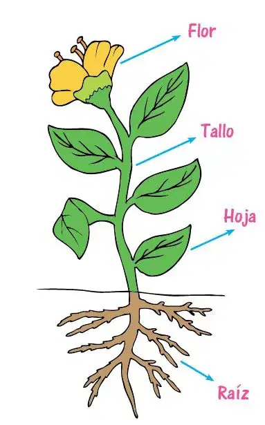 Question Image