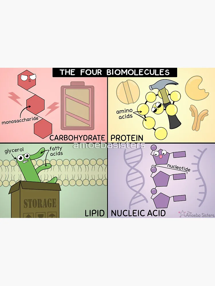 Chemistry of Life Review
