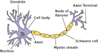 Media Image
