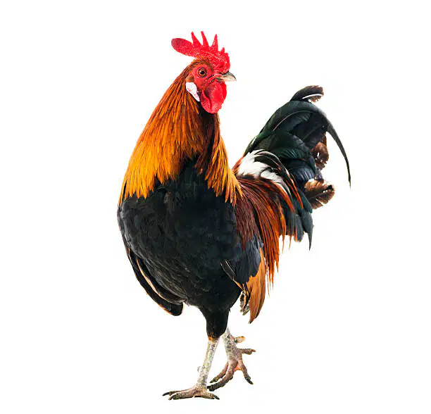 Media Image