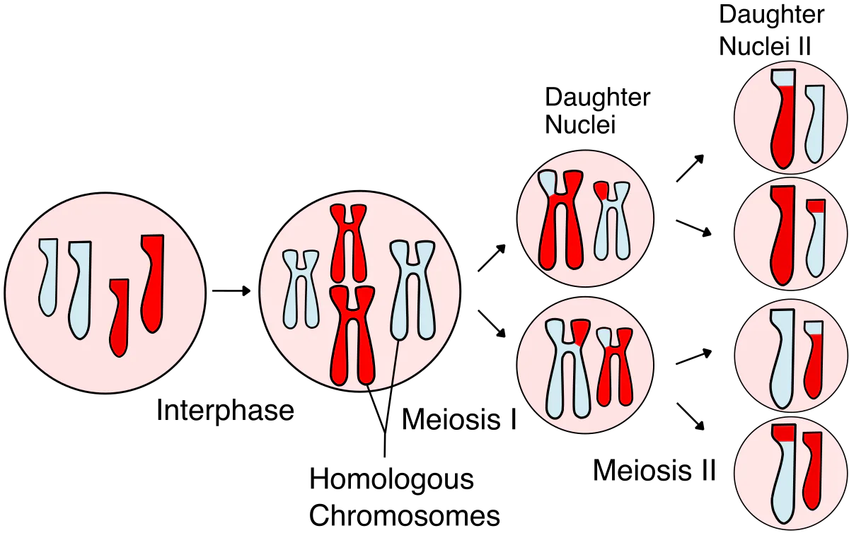 Mitosis & Meiosis Warm Up