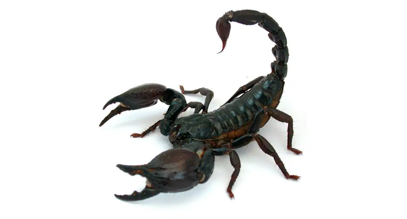 Media Image