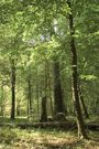 Forests and Carbon Absorption