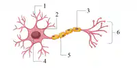 Media Image