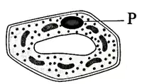 Media Image