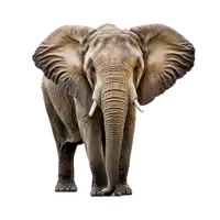 Media Image
