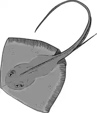 Media Image