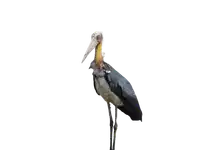 Media Image