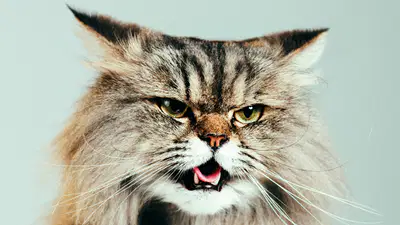 media
